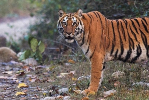 Tour del Triangolo d'Oro con safari della tigre di Ranthambor da Delhi