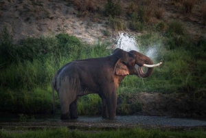 Goldenes Dreieck Tour mit Ranthambor Tiger Safari von Delhi aus