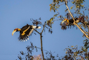 Goldenes Dreieck Tour mit Ranthambor Tiger Safari von Delhi aus