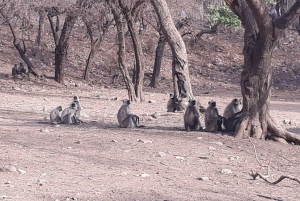 Goldenes Dreieck Tour mit Ranthambor Tiger Safari von Delhi aus