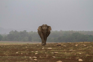 Goldenes Dreieck Tour mit Ranthambor Tiger Safari von Delhi aus