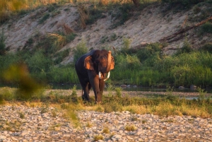 Goldenes Dreieck Tour mit Ranthambor Tiger Safari von Delhi aus