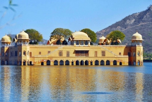 Jaipur e Sariska: tour di 2 giorni con patrimonio e fauna selvatica da Delhi