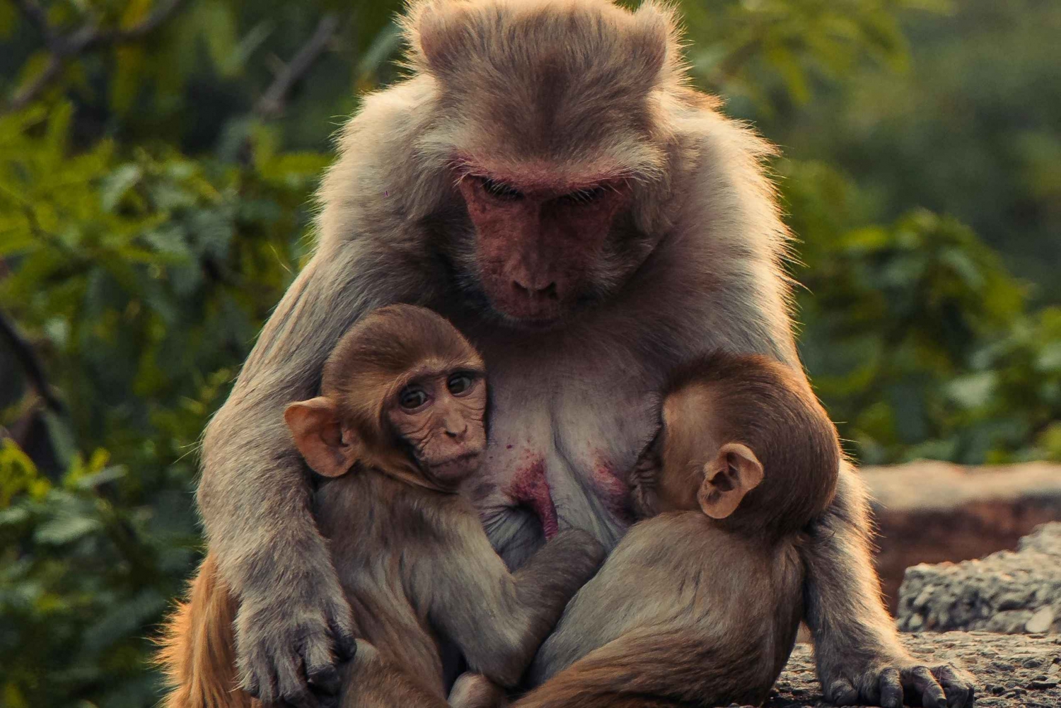 Safari aux singes à New Delhi