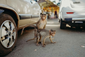 Affen-Safari in Neu-Delhi