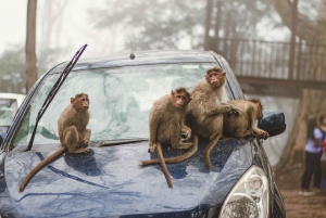 Monkey Safari in New Delhi