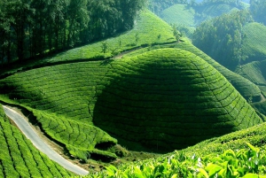 Safari en jeep et trekking dans les montagnes de Munnar