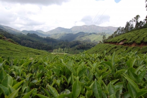 Safari in jeep e trekking in montagna a Munnar