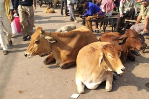 Vanhan Delhin kierros riksalla ja katukeittiö