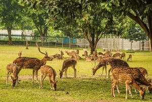 Delhistä: Kultaisen kolmion kiertomatka: Varanasi, Sarnath ja Gaya