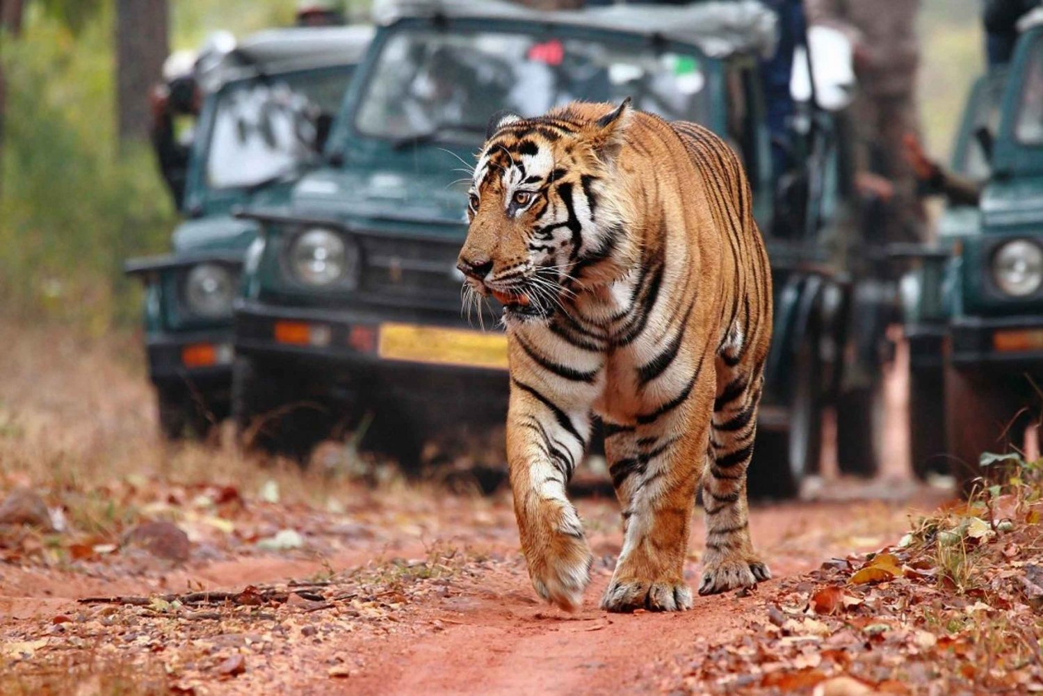 Safari de tigres en Ranthambore con la excursión Golden Tringle de 7 días