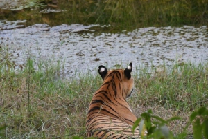 Ranthambore Tiger Safari mit Golden Tringle Tour 7 Tage