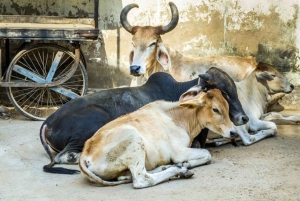 Spiritual India - Yoga, meditation och allt om hinduism