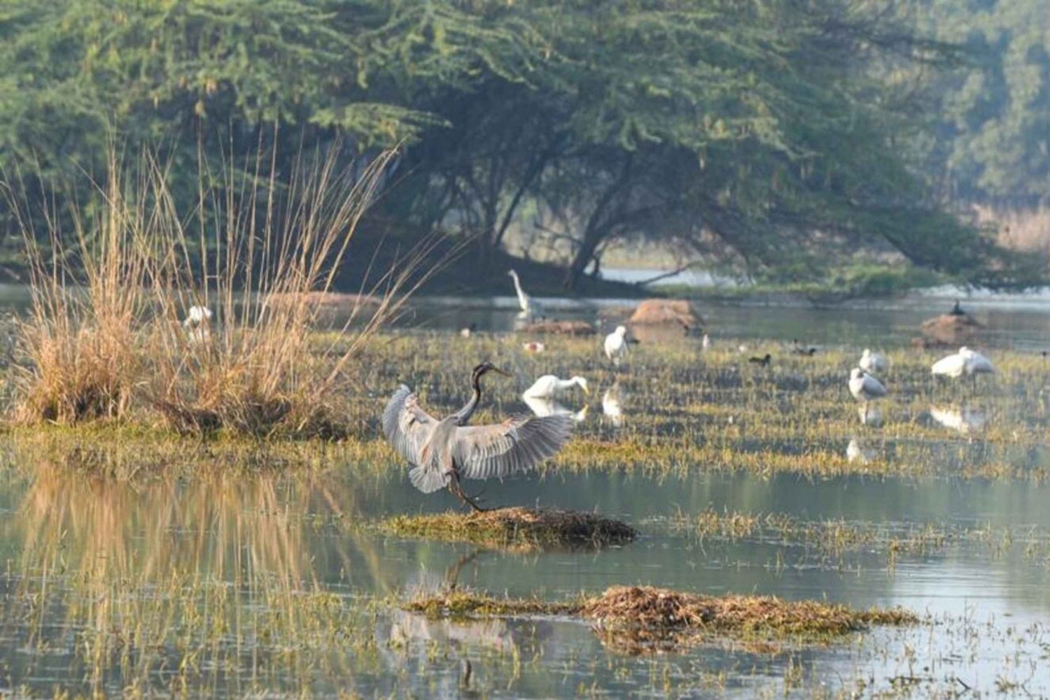 Riserva ornitologica di Sultanpur: tour di 2 giorni da Delhi