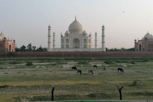 Vanuit Delhi: Taj Mahal, Agra Fort, Baby Taj privétour