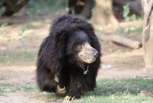 Taj Mahal Sunrise Tour med Elephant eller Bear Rescued Centre