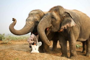 Visite du Taj Mahal au lever du soleil en compagnie d'un éléphant ou d'un ours du centre de sauvetage