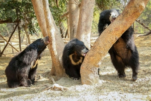 タージ マハル日の出ツアー (ゾウまたはクマ保護センター付き)