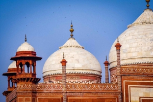 Excursión al Amanecer del Taj Mahal con elefante u oso Centro Rescatado