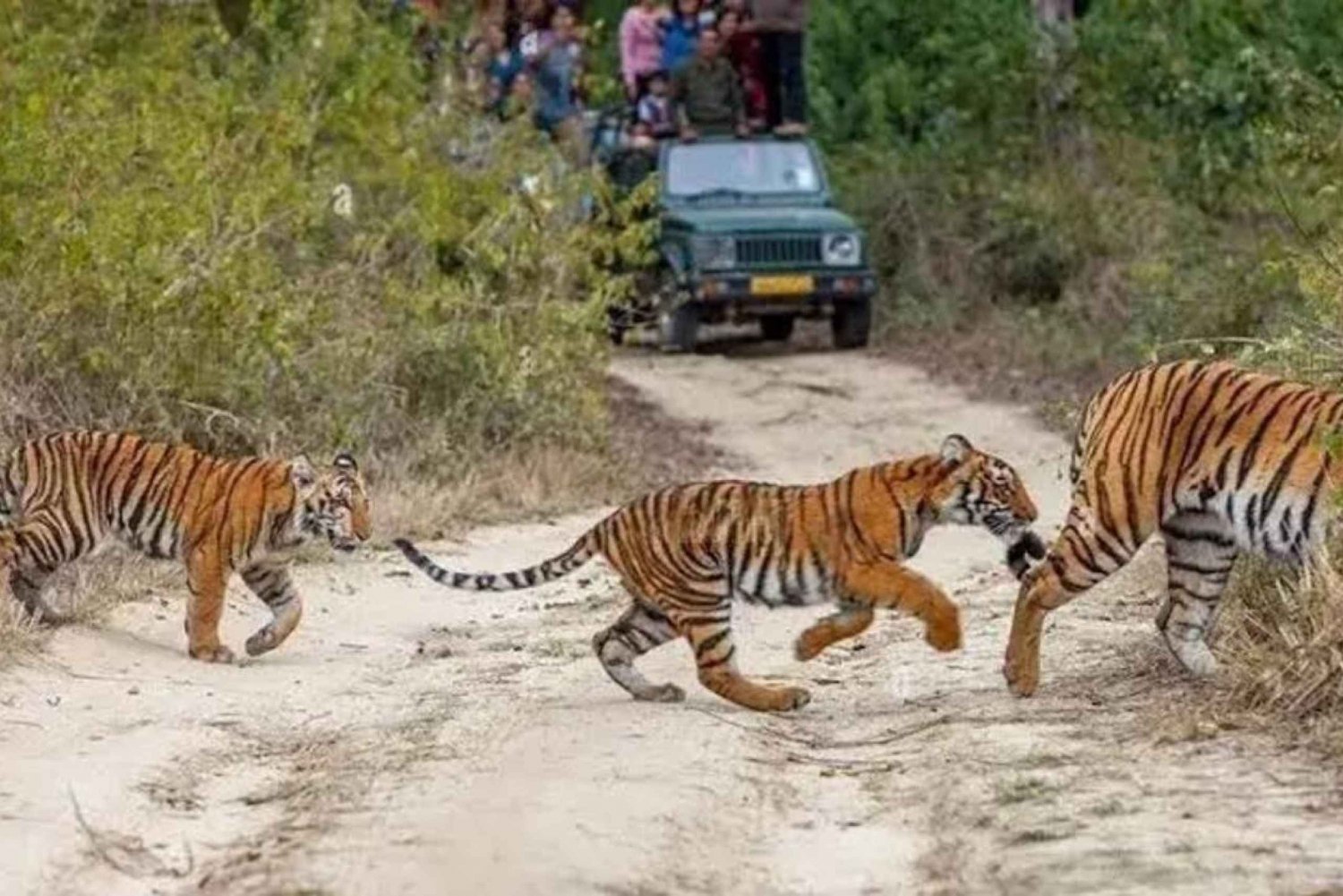 Tre dages tur til Jim Corbett National Park