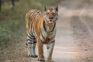 Tre dages tur til Jim Corbett National Park