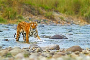 Tre dagers omvisning i Jim Corbett nasjonalpark