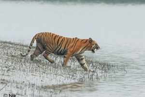 Excursão de três dias ao Parque Nacional Jim Corbett