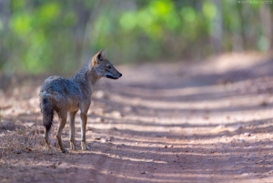 Tre dages tur til Jim Corbett National Park