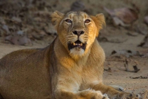 Tre dagars rundtur i nationalparken Jim Corbett