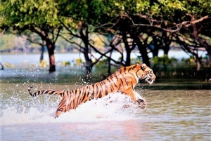 Tre dagers omvisning i Jim Corbett nasjonalpark