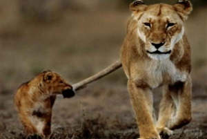 Circuit de trois jours dans le parc national Jim Corbett