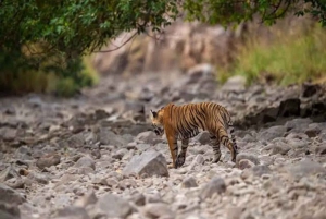 Tre dagars rundtur i nationalparken Jim Corbett