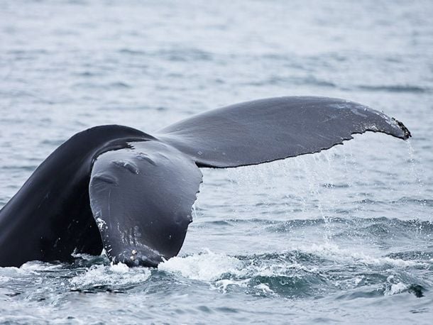 Humpback Whale Watching in the Dominican Republic