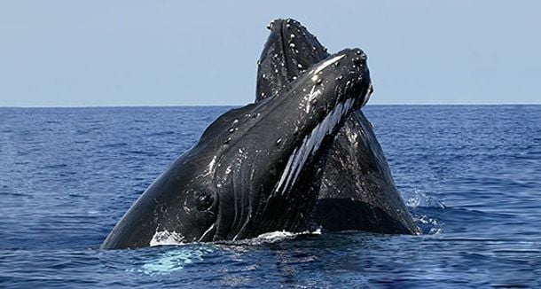 Avistamiento de ballenas jorobadas en la República Dominicana