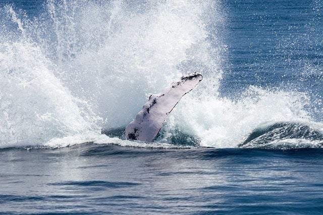Humpback Whale Watching in the Dominican Republic