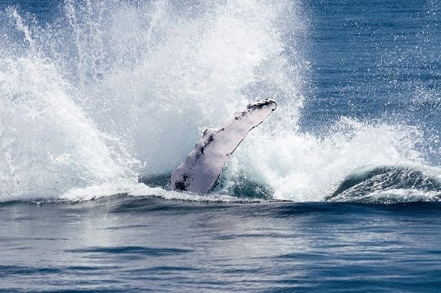 Observation des baleines à bosse en République dominicaine