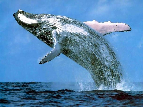 Humpback Whale Watching in the Dominican Republic