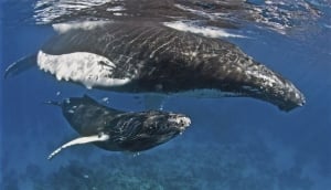 'Lechones' mask from Santiago de los Caballeros