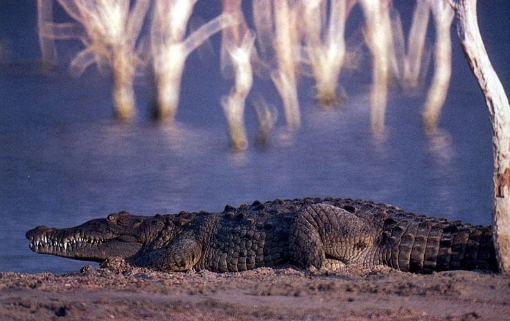American Crocodile at Lago Enriquillo by exploradominicana.com