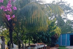 Visite panoramique de 3 heures de Punta Cana avec marché artisanal