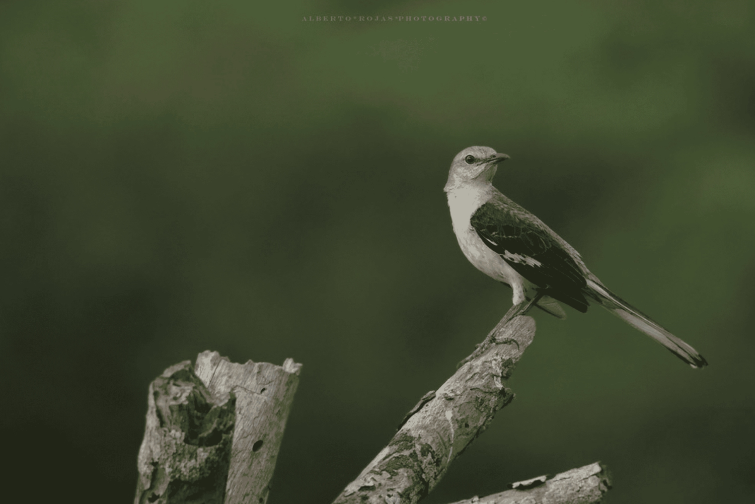 3en1 : Parc national de Los Haitises + Cascades + Montaña Redonda