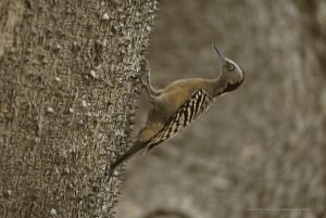 3en1 : Parc national de Los Haitises + Cascades + Montaña Redonda