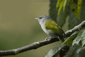 3in1: Los Haitises N. Park + fossefall + Montaña Redonda