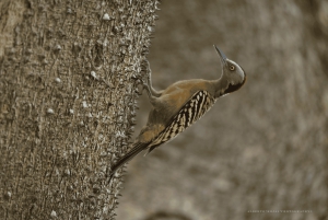 3in1: Los Haitises N. Park + fossefall + Montaña Redonda