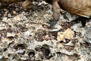 Excursão cultural a Altos de Chavón e La Romana com sabores locais
