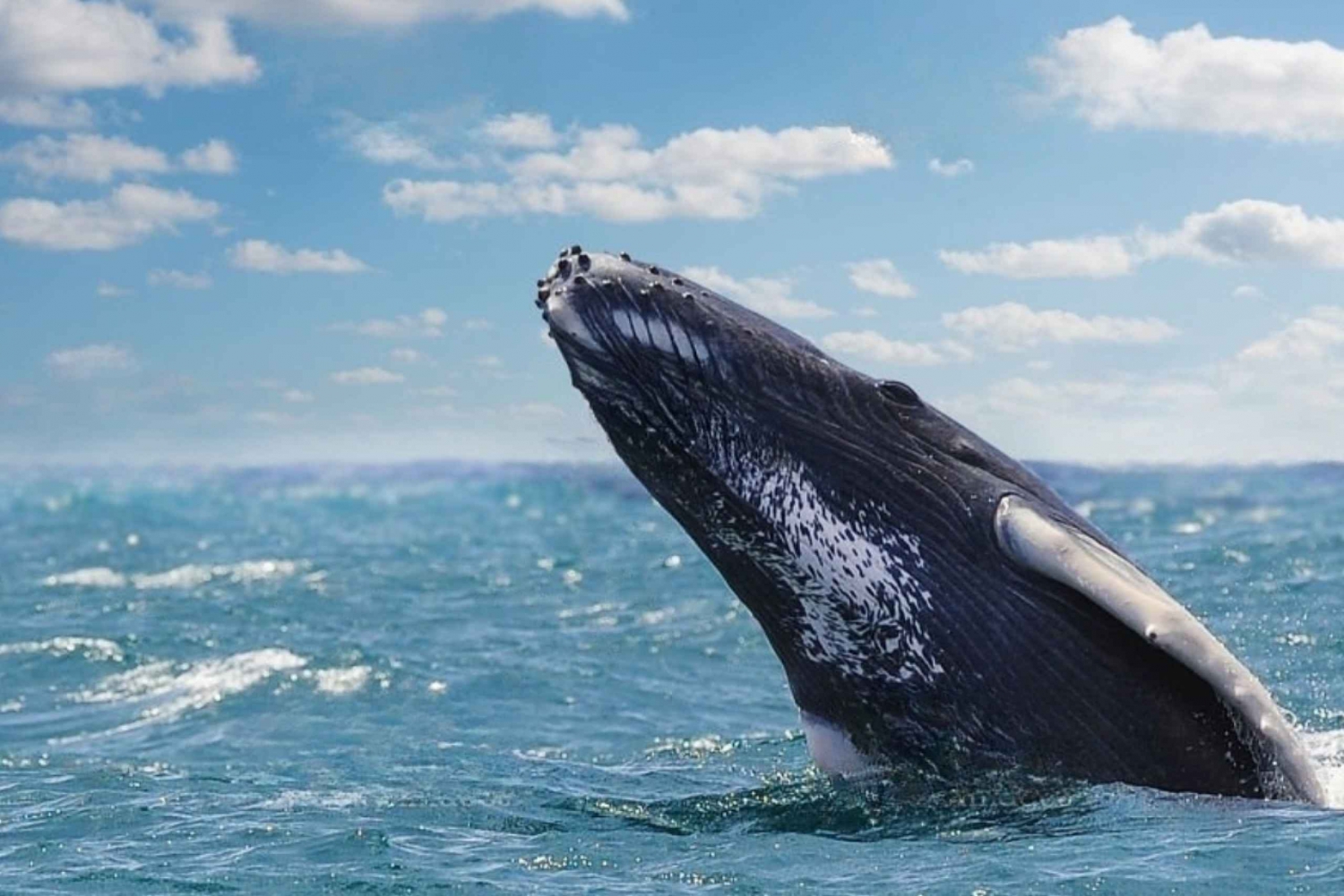 From Punta Cana: Samana Cayo Levantado / Whales