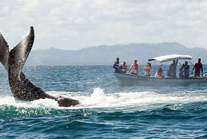From Punta Cana: Samana Cayo Levantado / Whales