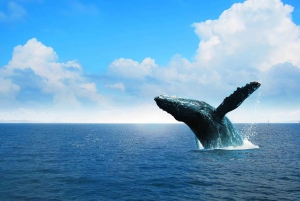 Bacardi Island & Samana Bay: Whale Sanctuary & Sailing Tour