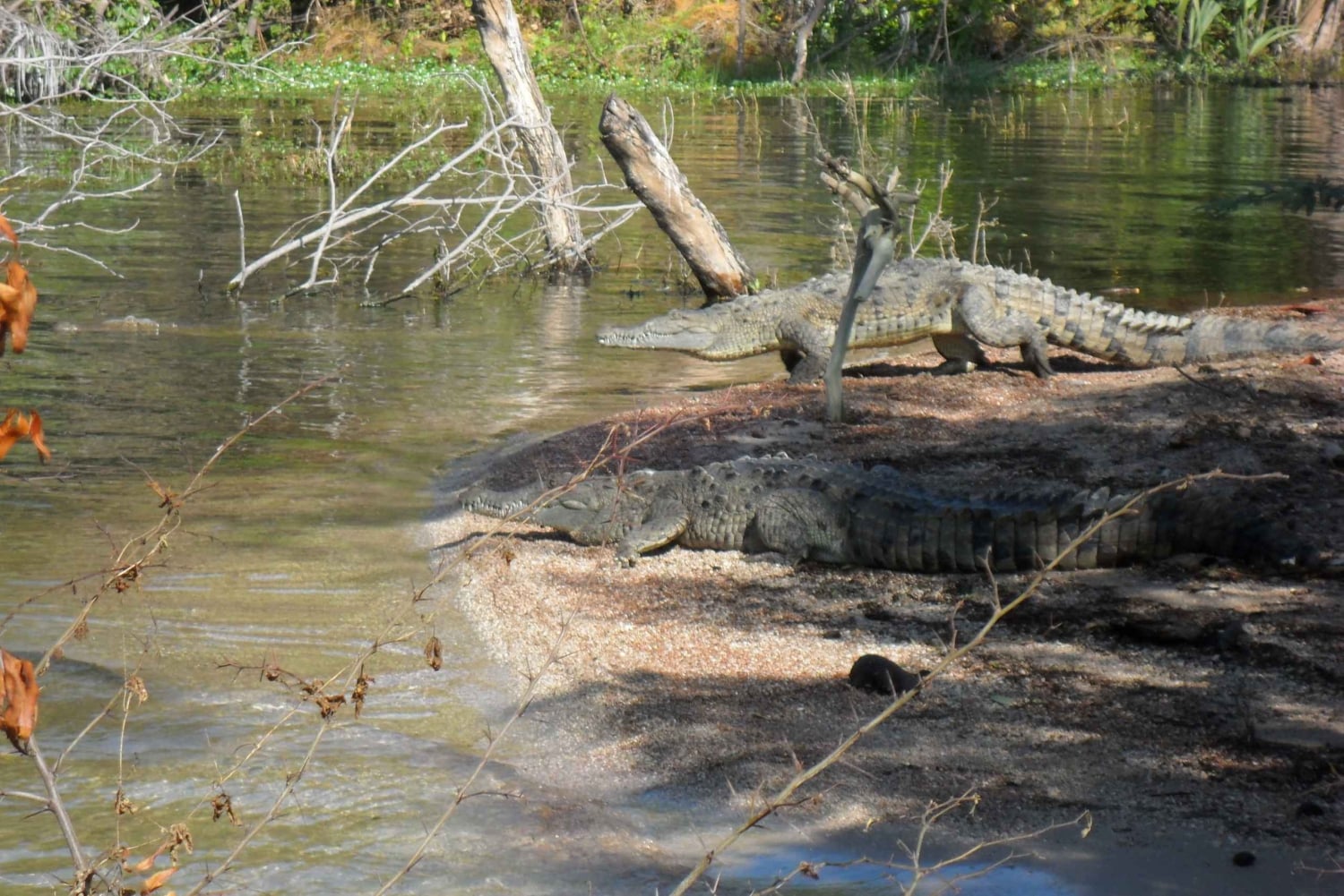 Barahona: Lake Enriquillo Discovery Tour