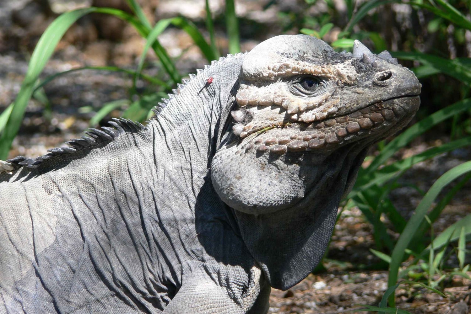 Barahona: Lake Enriquillo Discovery Tour